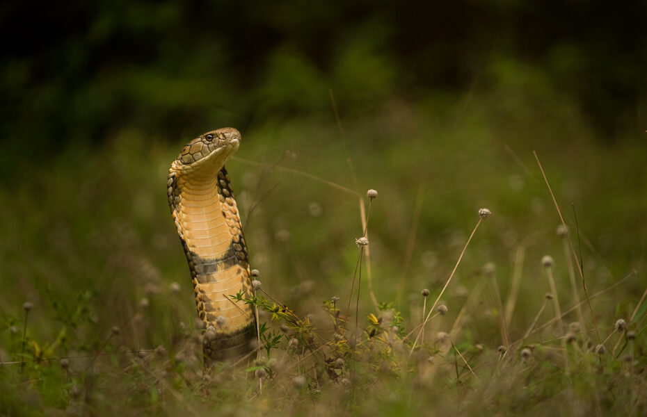 Kidnappers strategically used venomous snakes to instill fear and intimidate us