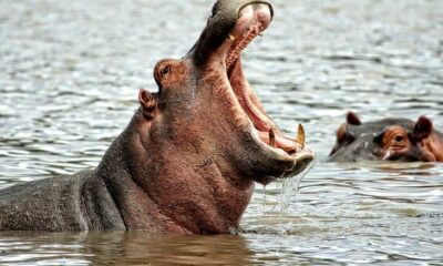 Fishermen Killed Hippopotamus in Benue State. (Video)