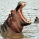 Fishermen Killed Hippopotamus in Benue State. (Video)